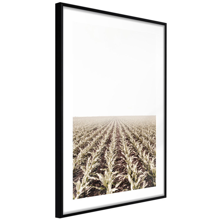 Poster Cornfield - rural landscape overlooking fields and a clear sky 137690 additionalImage 4