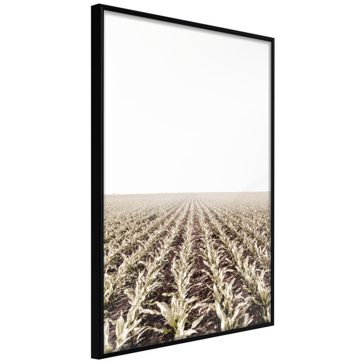 Poster Cornfield - rural landscape overlooking fields and a clear sky 137690 additionalImage 3