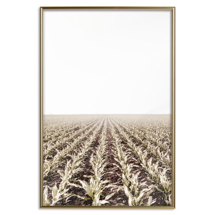 Poster Cornfield - rural landscape overlooking fields and a clear sky 137690 additionalImage 9