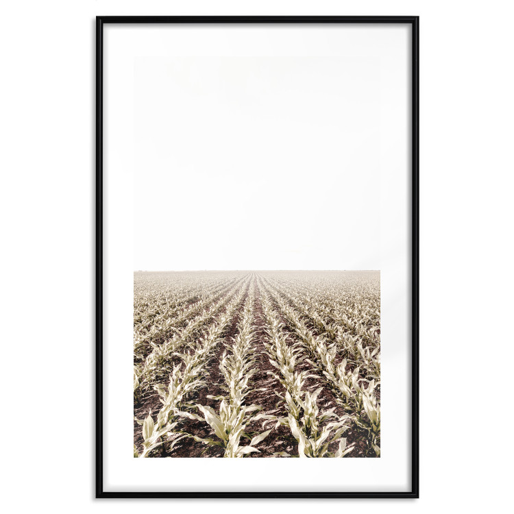 Poster Cornfield - rural landscape overlooking fields and a clear sky 137690 additionalImage 13