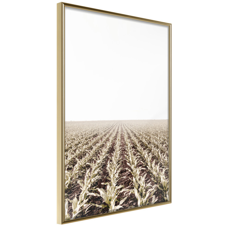 Poster Cornfield - rural landscape overlooking fields and a clear sky 137690 additionalImage 8