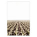 Poster Cornfield - rural landscape overlooking fields and a clear sky 137690