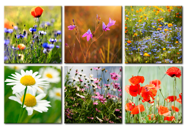 Canvas Art Print One thousand colors meadow 58790