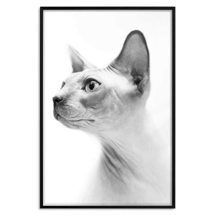 Wall Poster Hairless Cat - black and white portrait of a Peterbald cat in profile 116501 additionalImage 18