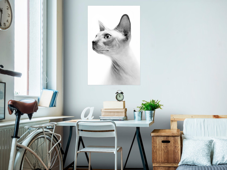 Wall Poster Hairless Cat - black and white portrait of a Peterbald cat in profile 116501 additionalImage 17