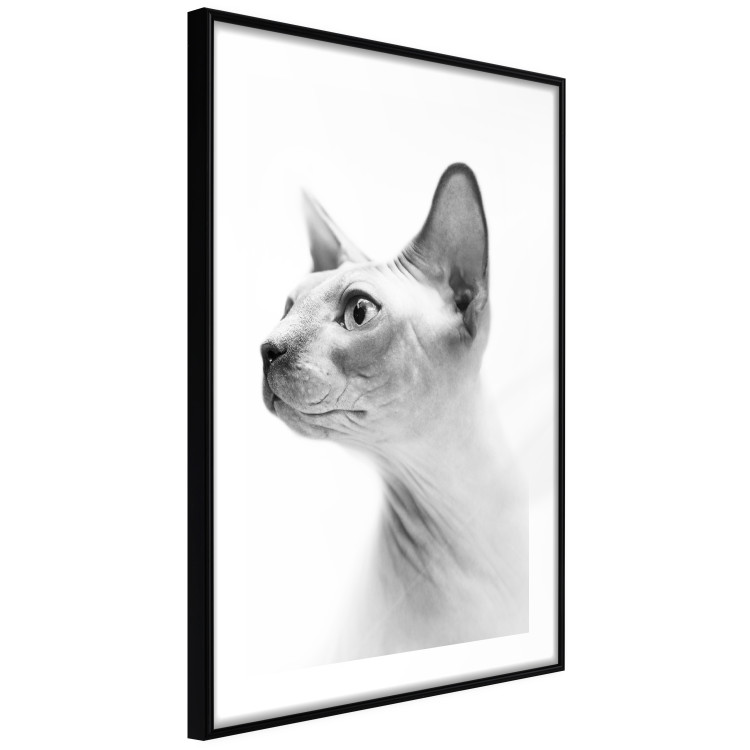 Wall Poster Hairless Cat - black and white portrait of a Peterbald cat in profile 116501 additionalImage 11