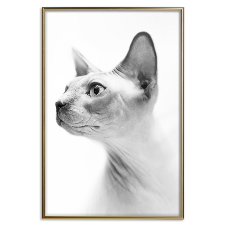 Wall Poster Hairless Cat - black and white portrait of a Peterbald cat in profile 116501 additionalImage 16