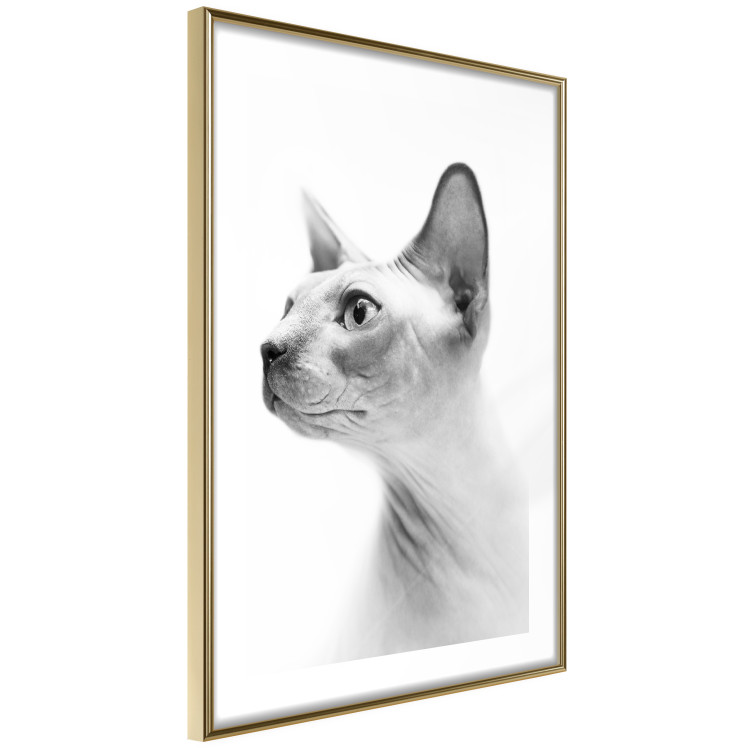 Wall Poster Hairless Cat - black and white portrait of a Peterbald cat in profile 116501 additionalImage 6