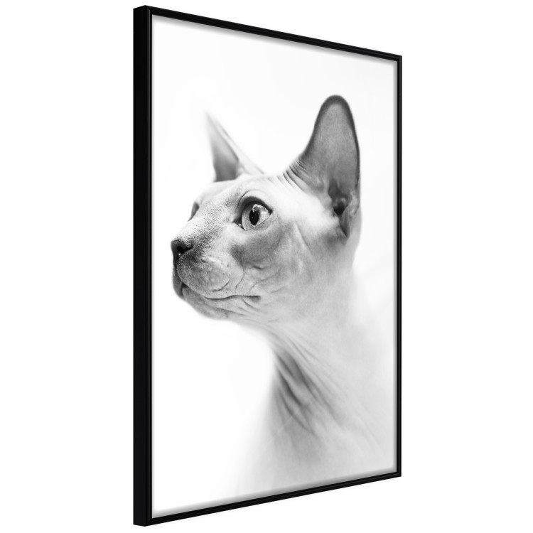 Wall Poster Hairless Cat - black and white portrait of a Peterbald cat in profile 116501 additionalImage 10