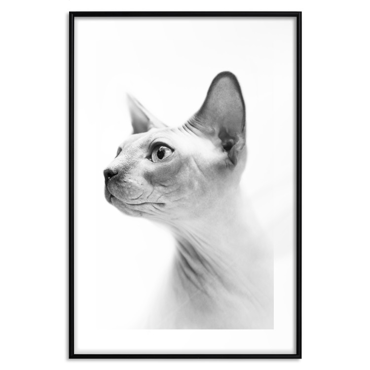 Wall Poster Hairless Cat - black and white portrait of a Peterbald cat in profile 116501 additionalImage 15