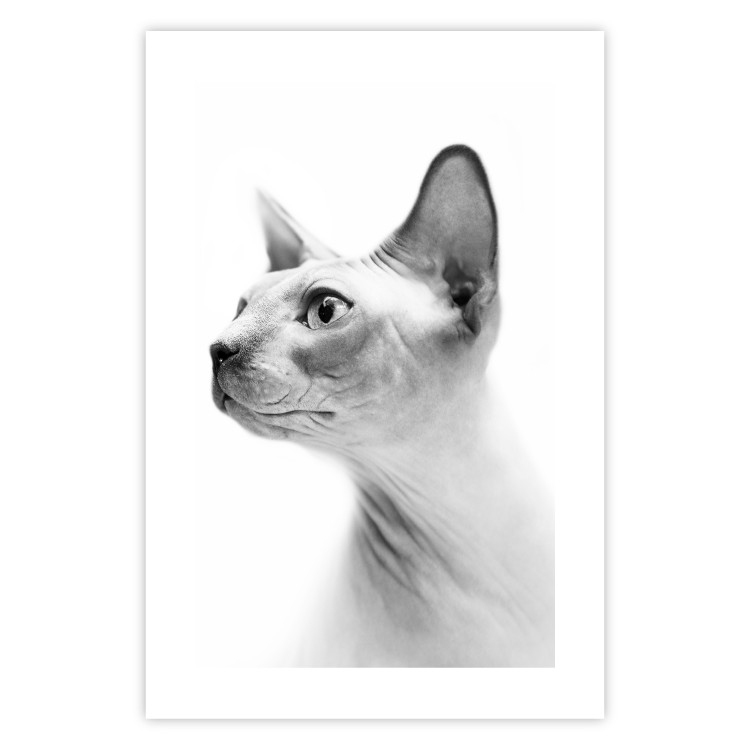 Wall Poster Hairless Cat - black and white portrait of a Peterbald cat in profile 116501 additionalImage 19