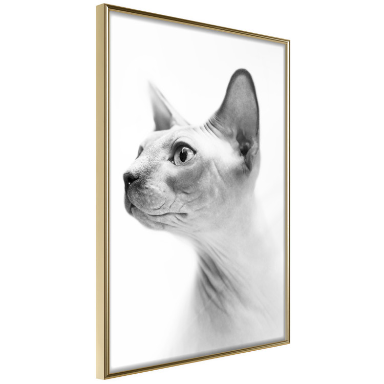 Wall Poster Hairless Cat - black and white portrait of a Peterbald cat in profile 116501 additionalImage 12