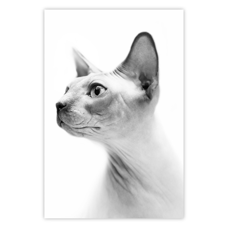Wall Poster Hairless Cat - black and white portrait of a Peterbald cat in profile 116501
