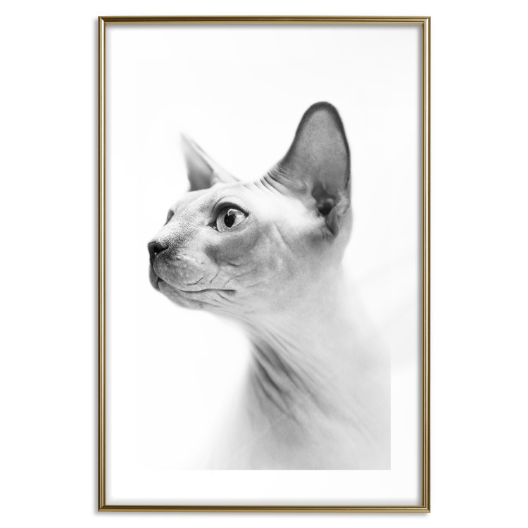 Wall Poster Hairless Cat - black and white portrait of a Peterbald cat in profile 116501 additionalImage 14