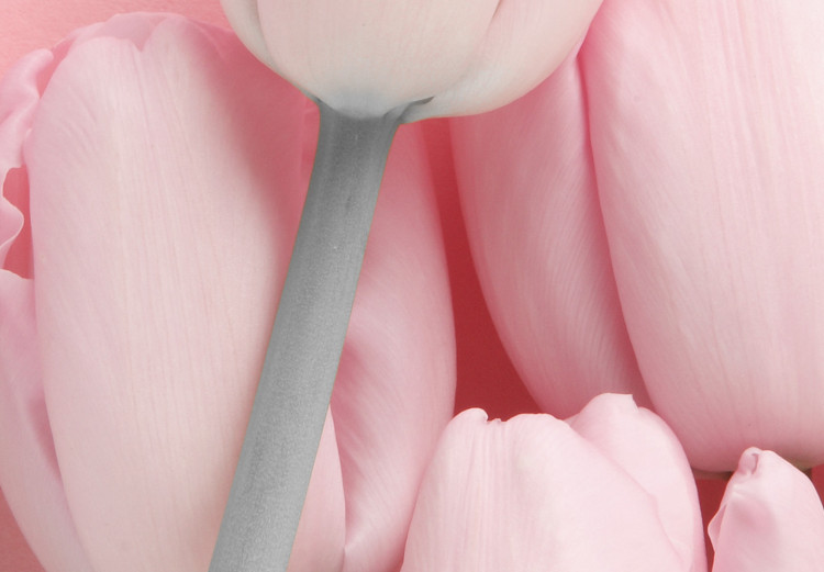 Poster Six Tulips - pink spring flowers and inscriptions on a pastel background 117901 additionalImage 9
