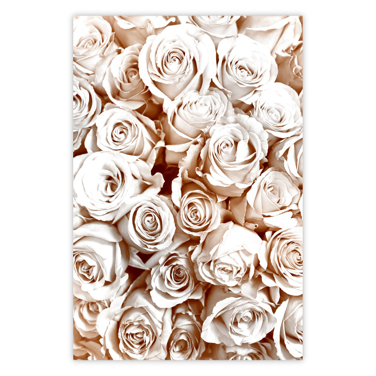 Poster Rose Garden - landscape of field of rose flowers in delicate pink shade 123901