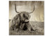 Canvas Rest in the Meadow (1-piece) Square - bull amidst nature in sepia 134701