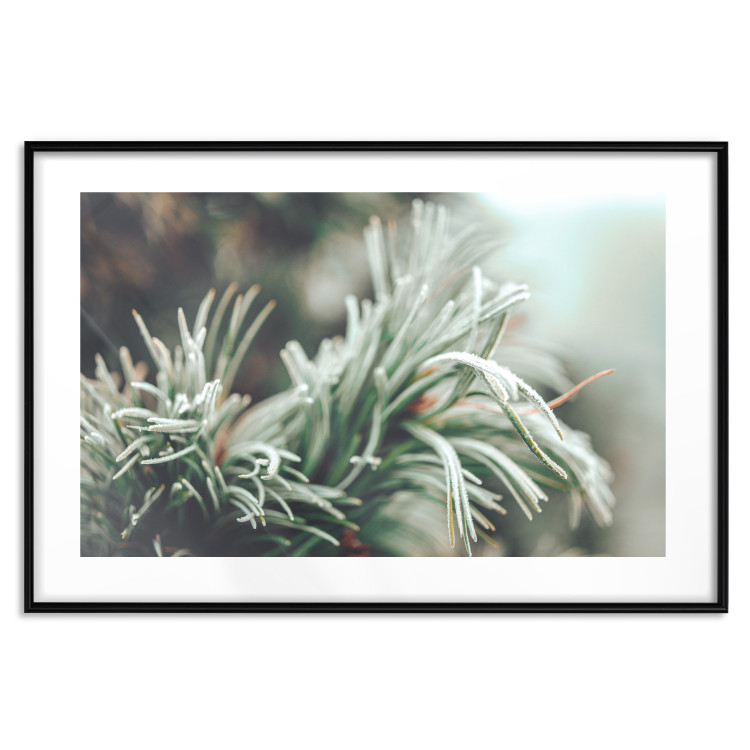 Poster Winter Charm - A Photograph of a Coniferous Twig Covered in Frost 151701 additionalImage 18