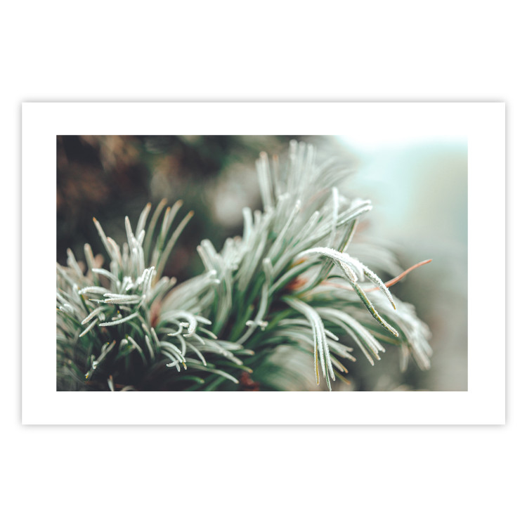 Poster Winter Charm - A Photograph of a Coniferous Twig Covered in Frost 151701 additionalImage 14