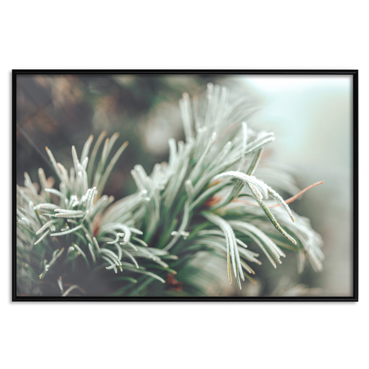 Poster Winter Charm - A Photograph of a Coniferous Twig Covered in Frost 151701 additionalImage 15
