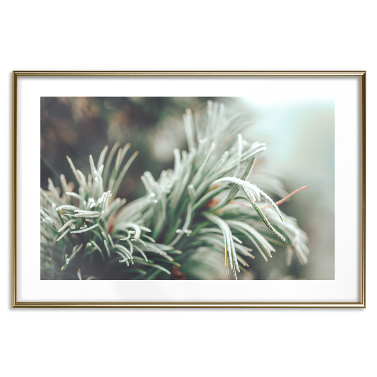 Poster Winter Charm - A Photograph of a Coniferous Twig Covered in Frost 151701 additionalImage 19