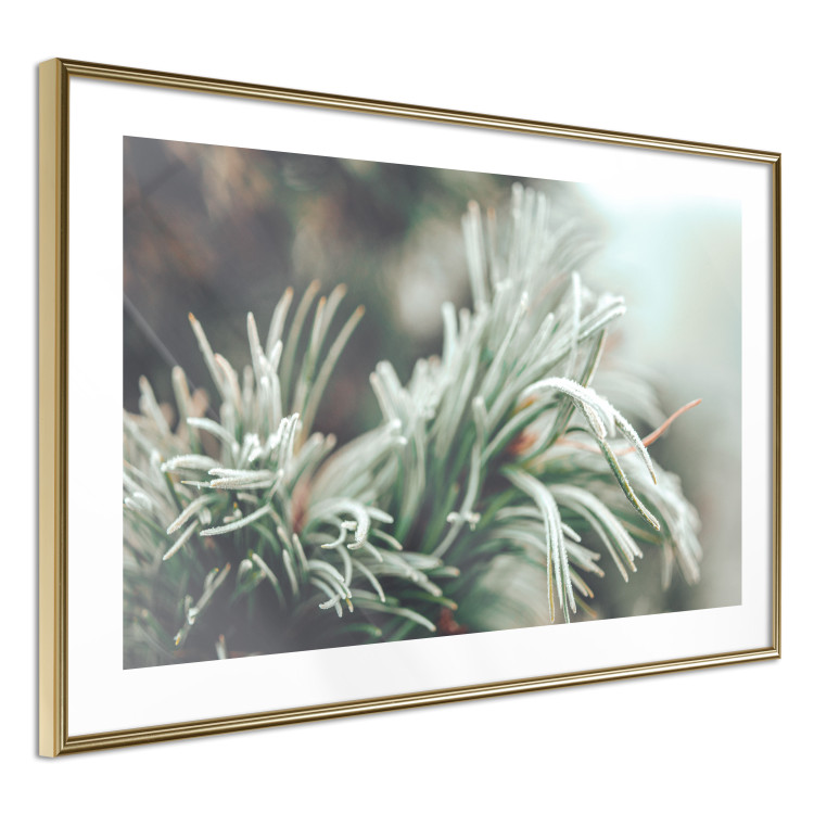 Poster Winter Charm - A Photograph of a Coniferous Twig Covered in Frost 151701 additionalImage 20
