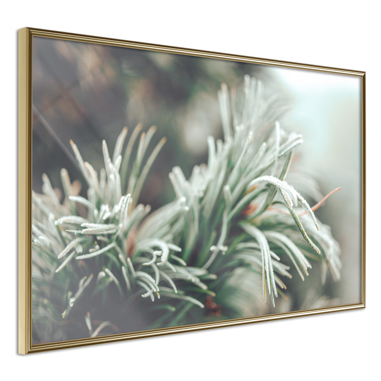 Poster Winter Charm - A Photograph of a Coniferous Twig Covered in Frost 151701 additionalImage 6