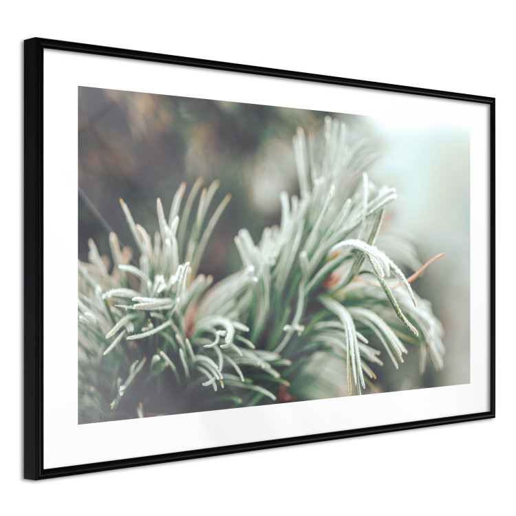 Poster Winter Charm - A Photograph of a Coniferous Twig Covered in Frost 151701 additionalImage 8