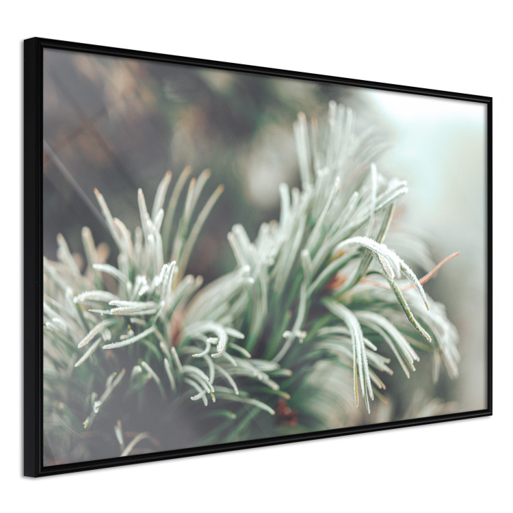 Poster Winter Charm - A Photograph of a Coniferous Twig Covered in Frost 151701 additionalImage 5