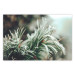 Poster Winter Charm - A Photograph of a Coniferous Twig Covered in Frost 151701