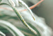 Poster Winter Charm - A Photograph of a Coniferous Twig Covered in Frost 151701 additionalThumb 2