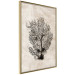 Poster Sea Fan - dark plant composition on a beige textured background 134511 additionalThumb 14