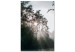 Canvas Art Print Sun get through the trees - photo of a forest landscape 137211