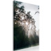 Canvas Art Print Sun get through the trees - photo of a forest landscape 137211 additionalThumb 2