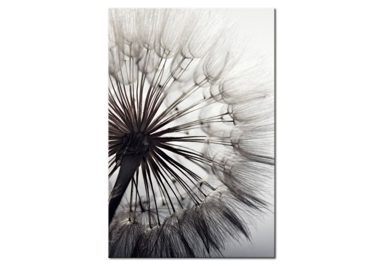 Canvas Print Portrait of a dandelion - close-up of a plant on a gray background 106821