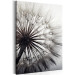 Canvas Print Portrait of a dandelion - close-up of a plant on a gray background 106821 additionalThumb 2