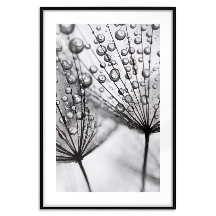 Poster Morning Dew - black and white composition in a dandelion with water drops 116521 additionalImage 15