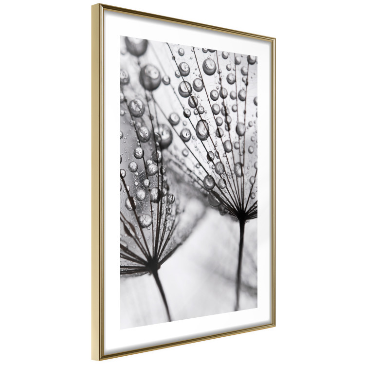 Poster Morning Dew - black and white composition in a dandelion with water drops 116521 additionalImage 6