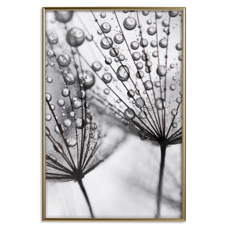 Poster Morning Dew - black and white composition in a dandelion with water drops 116521 additionalImage 16