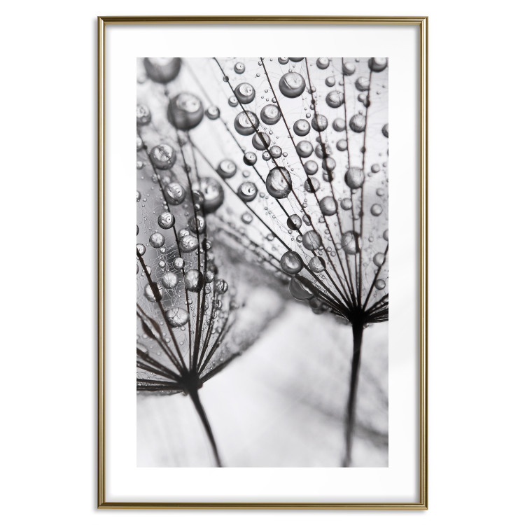 Poster Morning Dew - black and white composition in a dandelion with water drops 116521 additionalImage 14