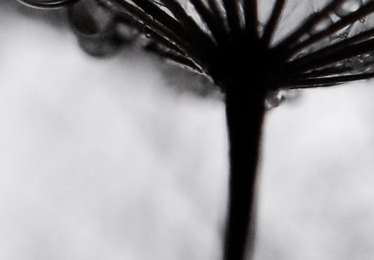 Poster Morning Dew - black and white composition in a dandelion with water drops 116521 additionalImage 8