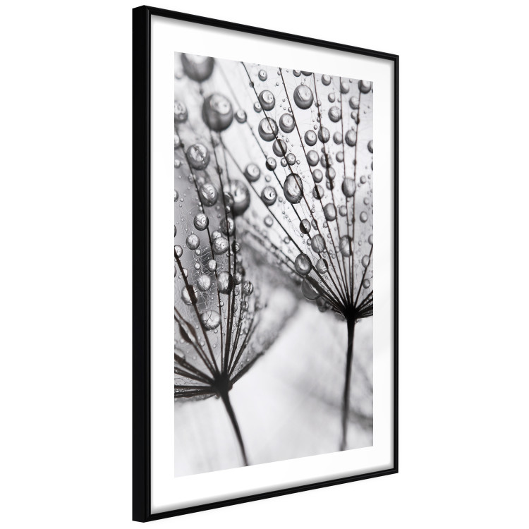 Poster Morning Dew - black and white composition in a dandelion with water drops 116521 additionalImage 11