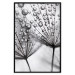 Poster Morning Dew - black and white composition in a dandelion with water drops 116521 additionalThumb 18