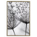 Poster Morning Dew - black and white composition in a dandelion with water drops 116521 additionalThumb 16