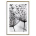 Poster Morning Dew - black and white composition in a dandelion with water drops 116521 additionalThumb 14