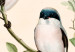 Canvas Black-Fronted Shrike - Illustration of a Pair of Birds on a Branch 149821 additionalThumb 4