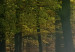Canvas A calm autumn forest 58521 additionalThumb 4