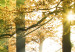 Canvas A calm autumn forest 58521 additionalThumb 5
