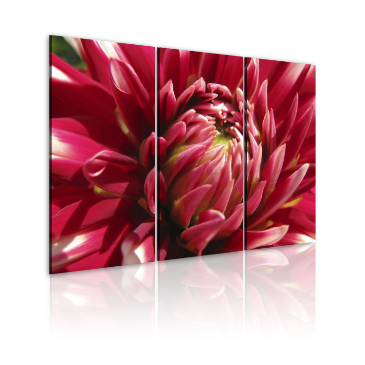 Canvas Art Print Blooming garden- dahlia 58621 additionalImage 2