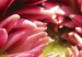 Canvas Art Print Blooming garden- dahlia 58621 additionalThumb 5
